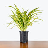 Pandanus Veitchii — 6" Pot