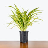 Pandanus Veitchii - Screw Pine - House Plants Delivery Toronto - JOMO Studio