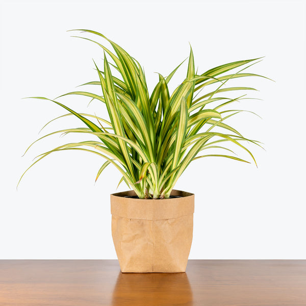 Pandanus Veitchii - Screw Pine - House Plants Delivery Toronto - JOMO Studio