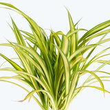 Pandanus Veitchii - Screw Pine - House Plants Delivery Toronto - JOMO Studio