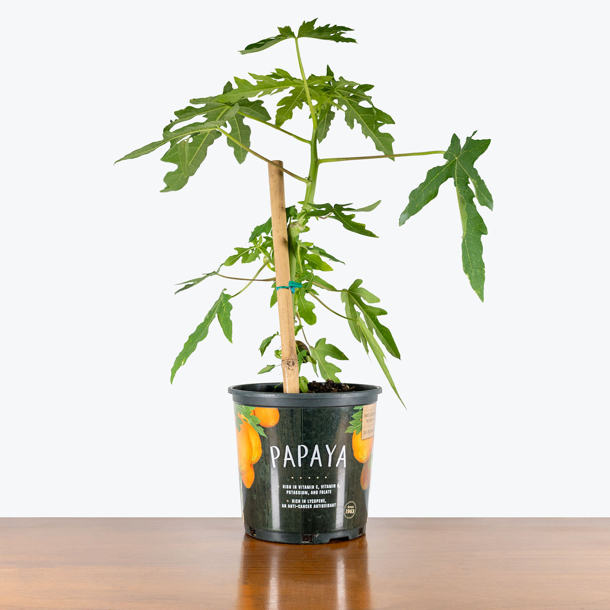 papaya plant care in pot Papaya Tree | Carica papaya | Care Guide and Pro Tips - Delivery from  Toronto across Canada