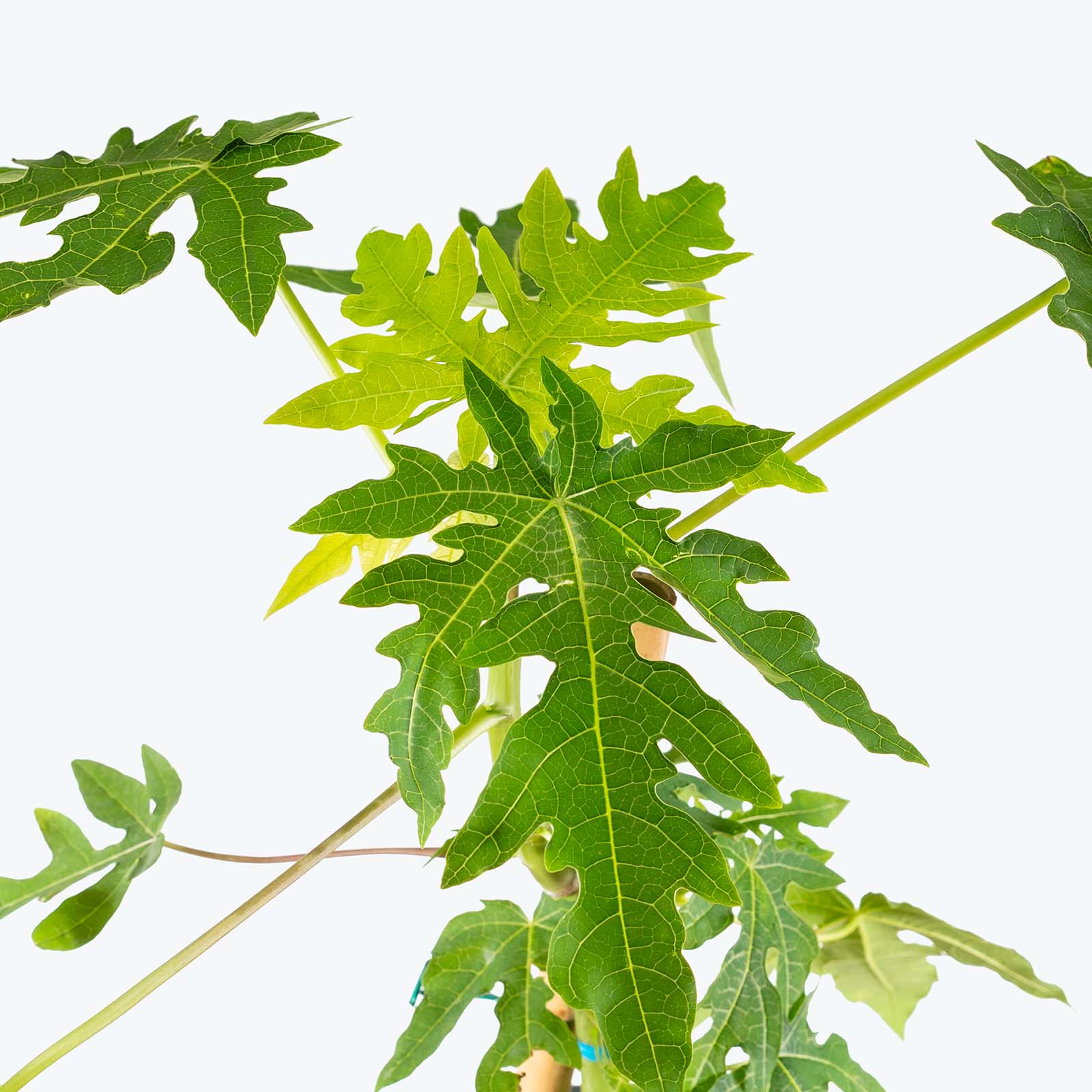 Papaya Tree | Carica papaya | Care Guide and Pro Tips - Delivery from Toronto across Canada - JOMO Studio