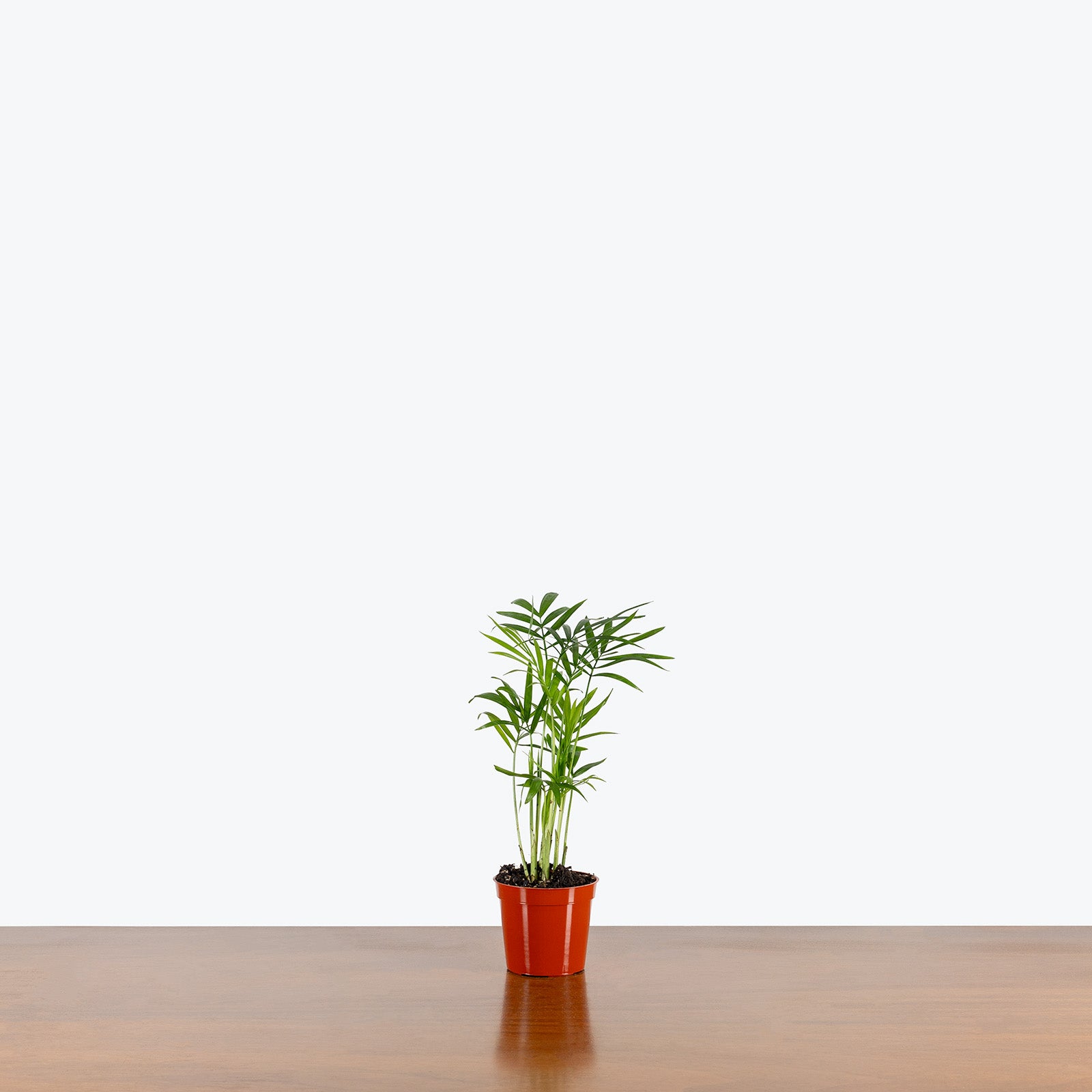 Parlor Palm - House Plants Delivery Toronto - JOMO Studio