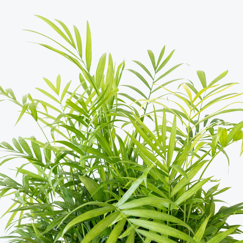 Parlor Palm - Top 10 Best Indoor House Plants for Your Home - House Plants Delivery Toronto - JOMO Studio