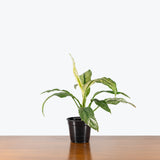 Peace Lily Jessica — 4.5" Pot