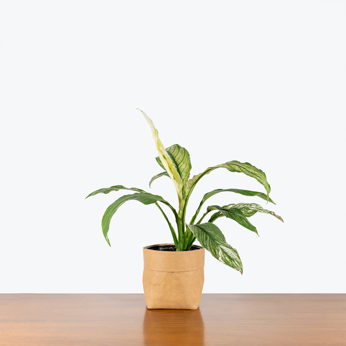 jessica peace lily Peace Lily Jessica | Spathiphyllum | Care Guide and Pro Tips - Delivery from Toronto across Canada