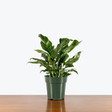 Peace Lily Jet Diamond — 6" Pot