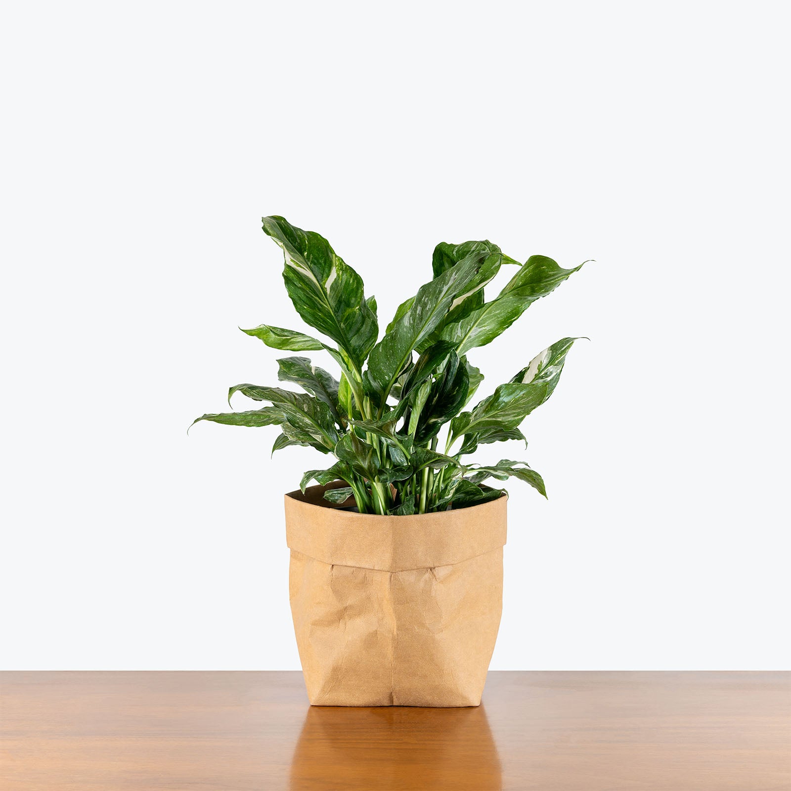 Peace Lily Jet Diamond | Spathiphyllum | Care Guide and Pro Tips - Delivery from Toronto across Canada - JOMO Studio