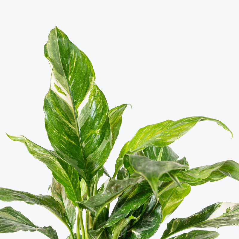 Peace Lily Jet Diamond | Spathiphyllum | Care Guide and Pro Tips - Delivery from Toronto across Canada - JOMO Studio