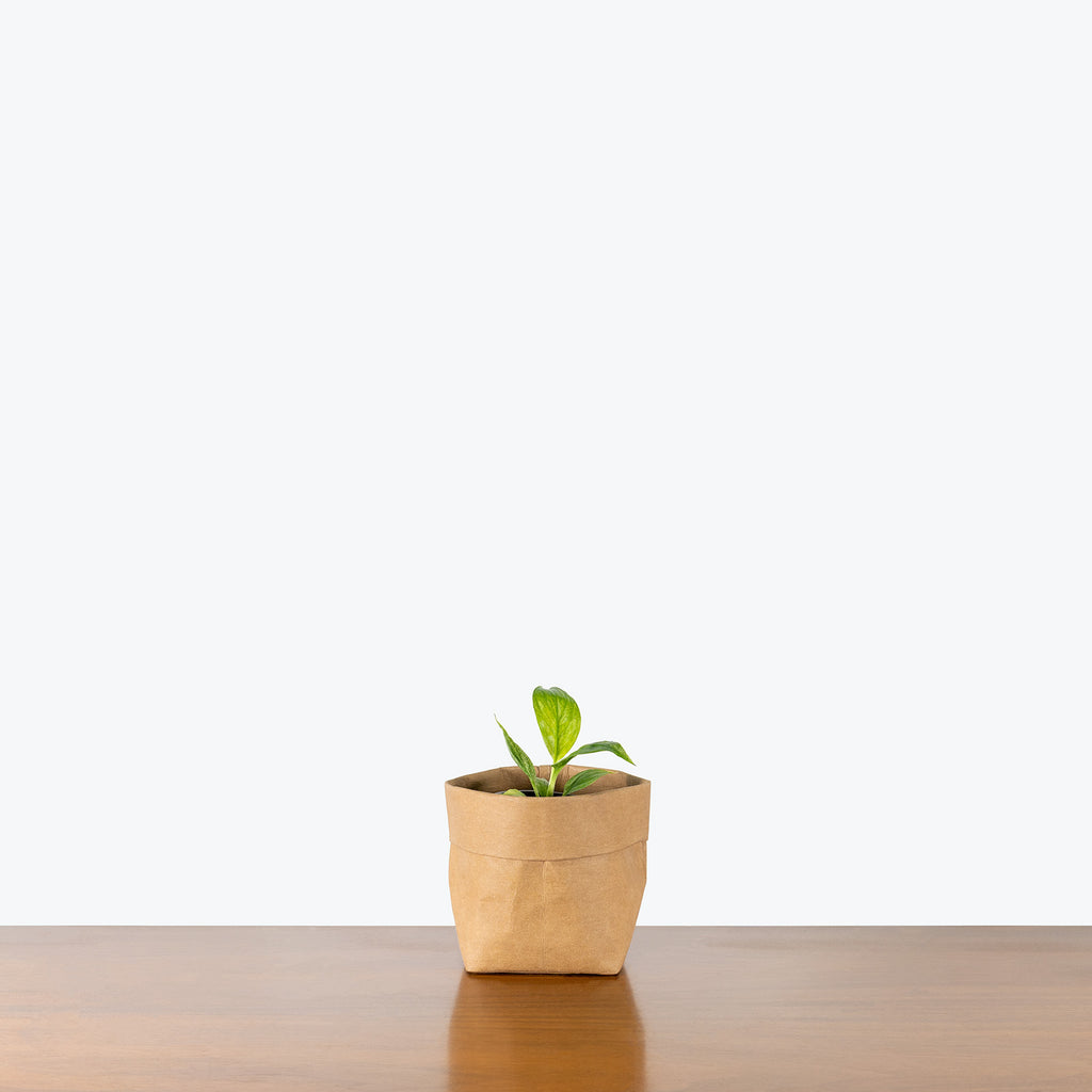 peace lily mojo Peace Lily Mojo Variegata | Spathiphyllum | Care Guide and Pro Tips - Delivery from Toronto across Canada