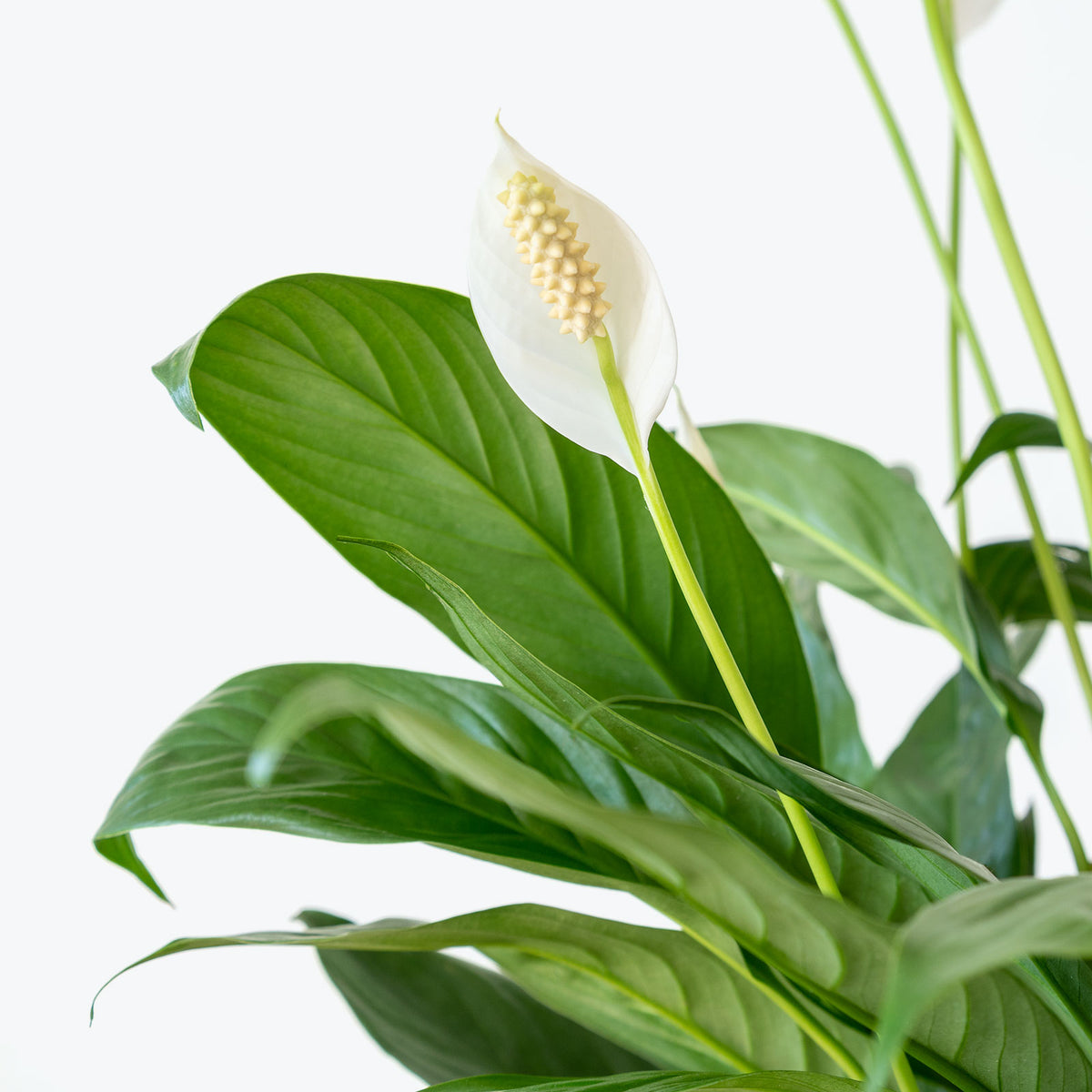 Peace Lily - Top 10 Best Indoor House Plants for Your Home - House Plants Delivery Toronto - JOMO Studio
