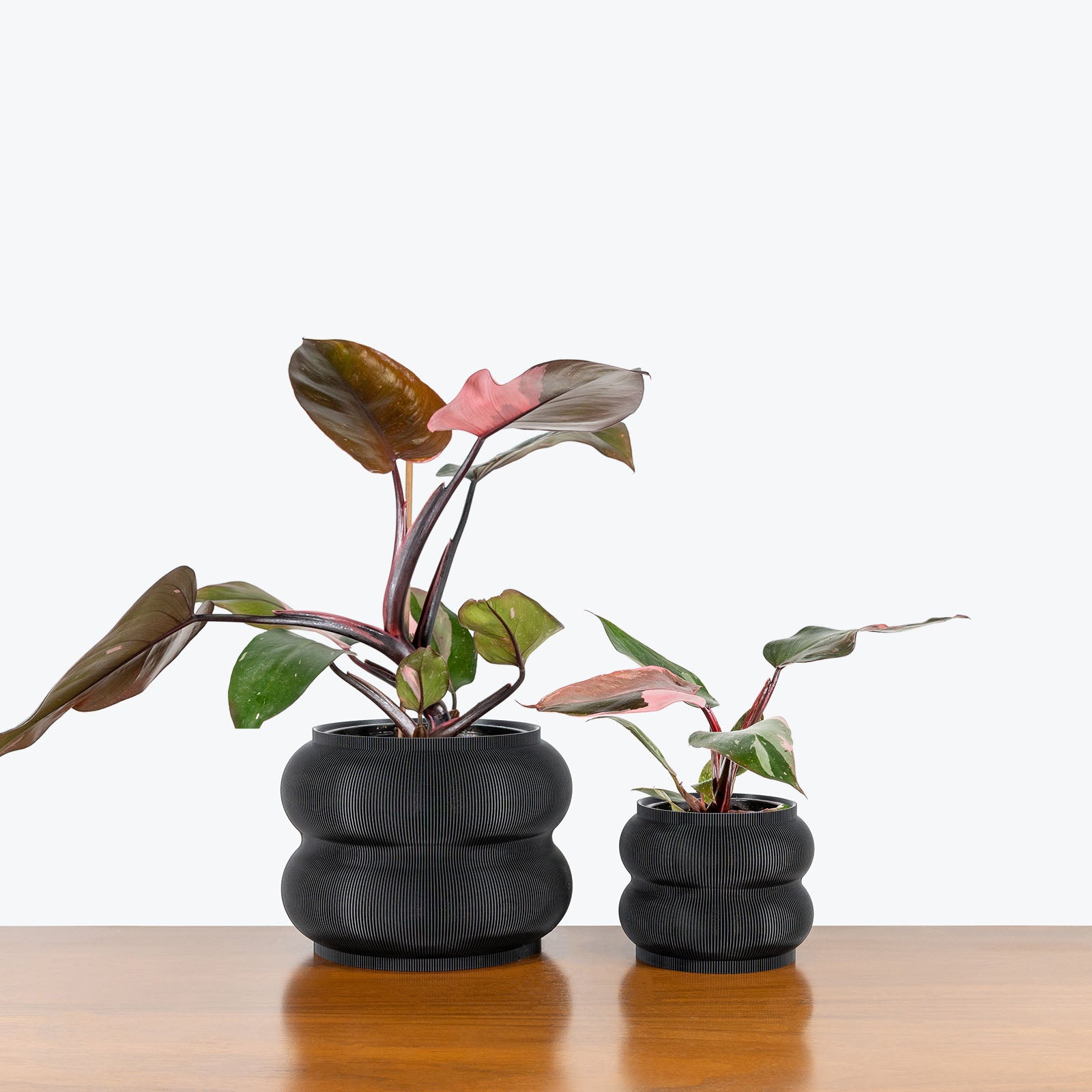 Peanut Planter - 3D Printed Planter - House Plants Delivery Toronto - JOMO Studio #color_black