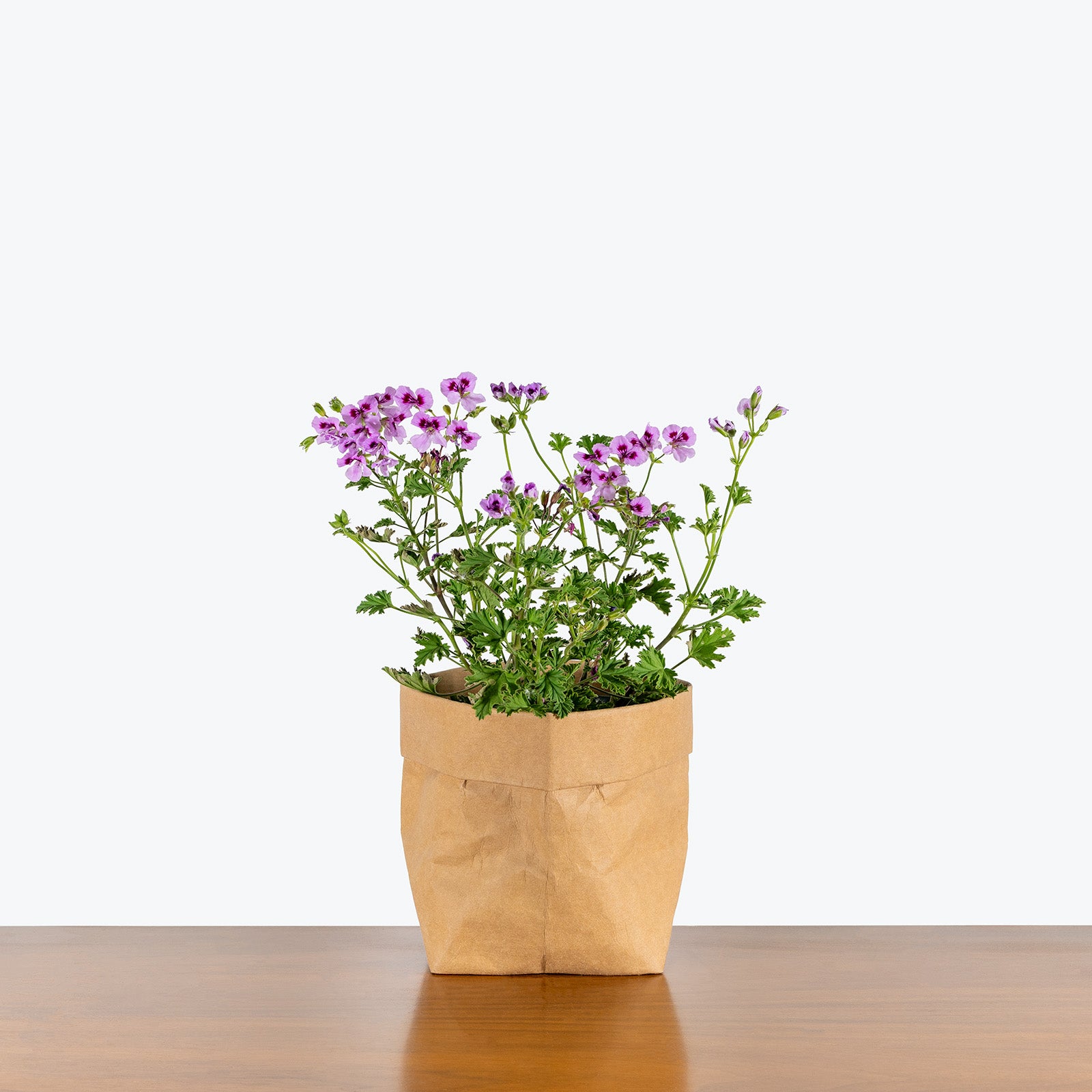 Pelargonium Mosquitaway Eva | Care Guide and Pro Tips - Delivery from Toronto across Canada - JOMO Studio