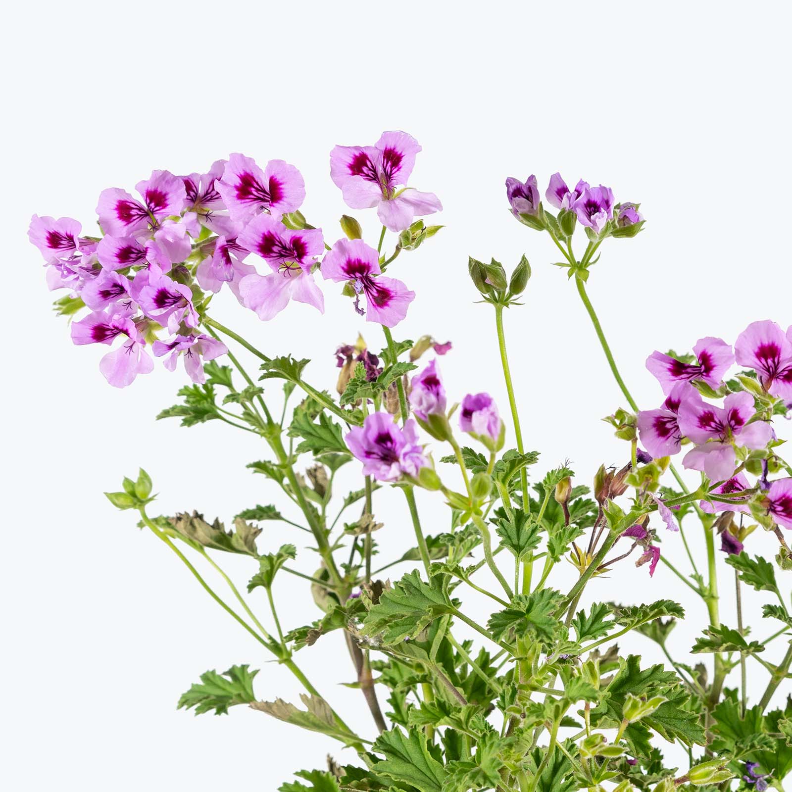 Pelargonium Mosquitaway Eva | Care Guide and Pro Tips - Delivery from Toronto across Canada - JOMO Studio