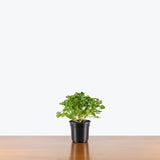 Pelargonium Mosquitaway Eva — 4" Pot