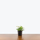 Pellionia Repens Watermelon — 4" Pot