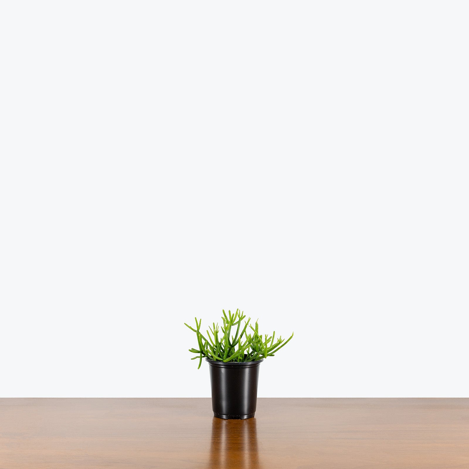 Pencil Cactus | Euphorbia Tirucalli 'Firestick' | Care Guide and Pro Tips - Delivery from Toronto across Canada - JOMO Studio
