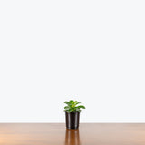 Peperomia Andrei — 4" Pot