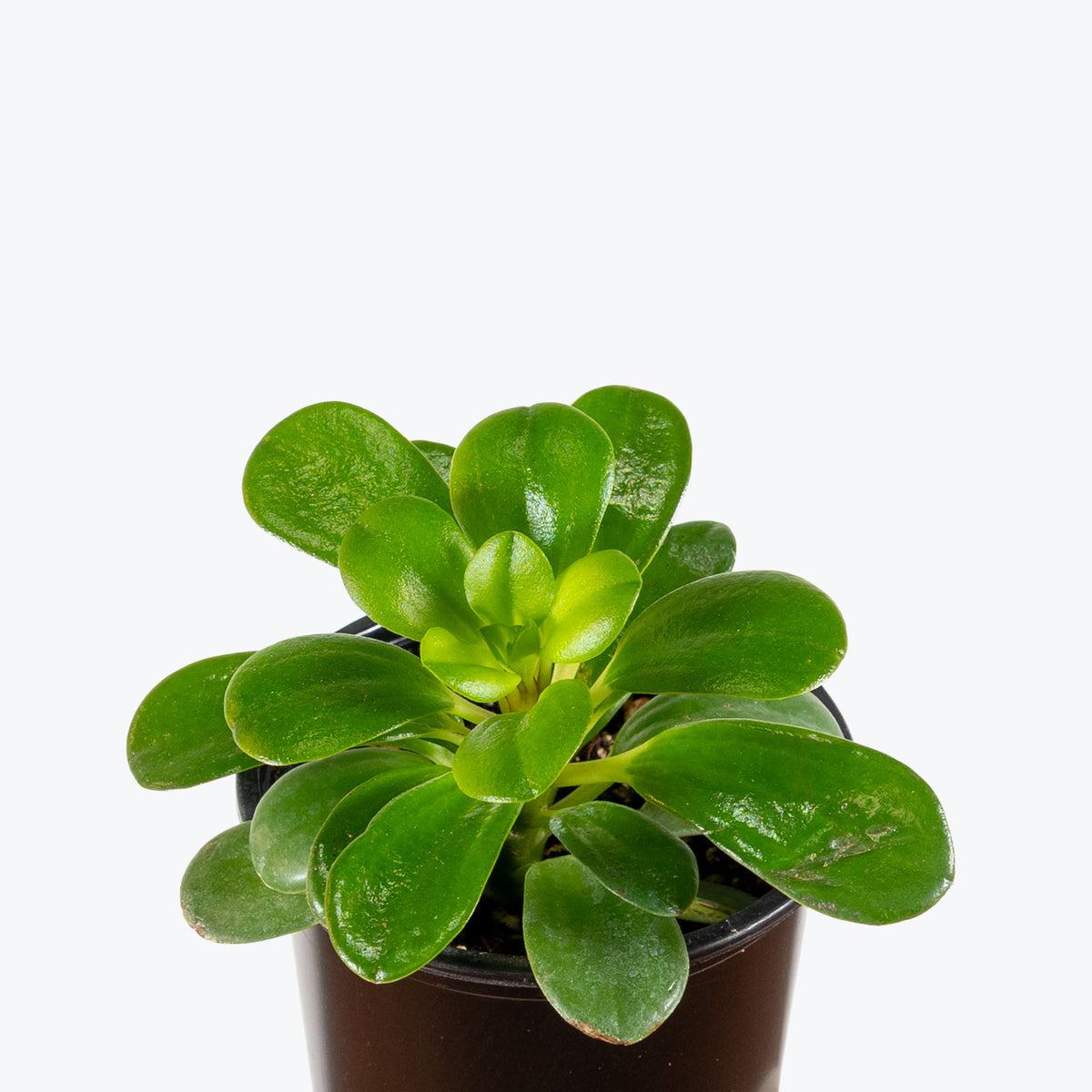 Peperomia Andrei | Care Guide and Pro Tips - Delivery from Toronto across Canada - JOMO Studio
