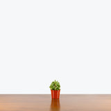 Peperomia Axillaris — 2.5" Pot