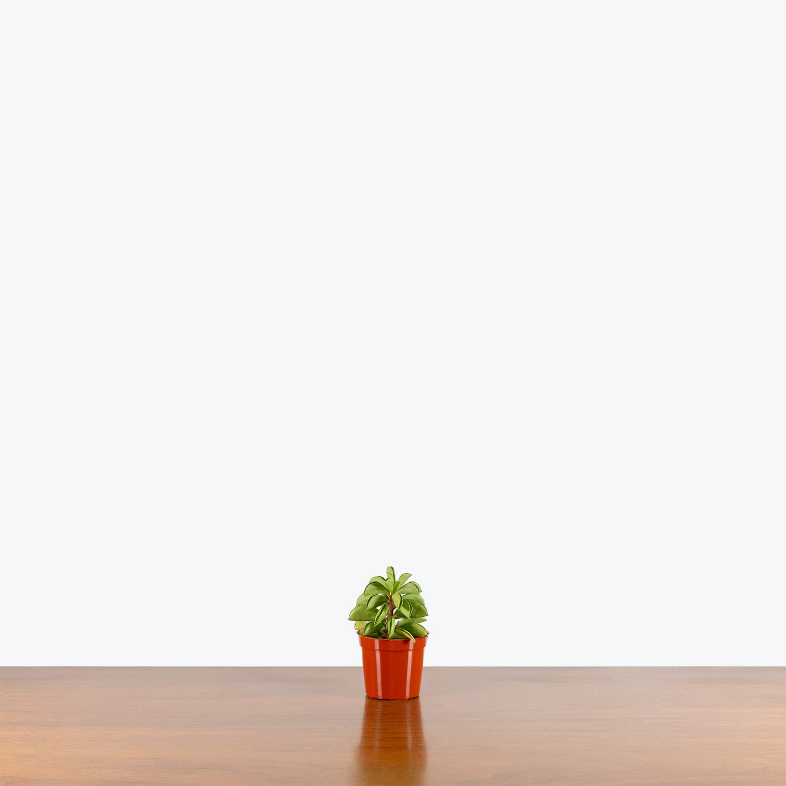 Peperomia Axillaris | Peperomia Taco Leaf | Care Guide and Pro Tips - Delivery from Toronto across Canada - JOMO Studio