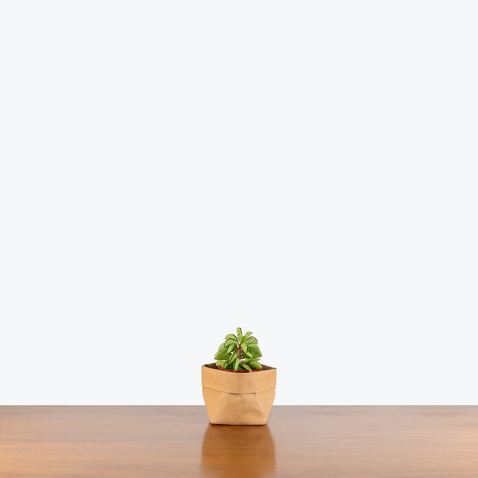 Peperomia Axillaris | Peperomia Taco Leaf | Care Guide and Pro Tips - Delivery from Toronto across Canada - JOMO Studio