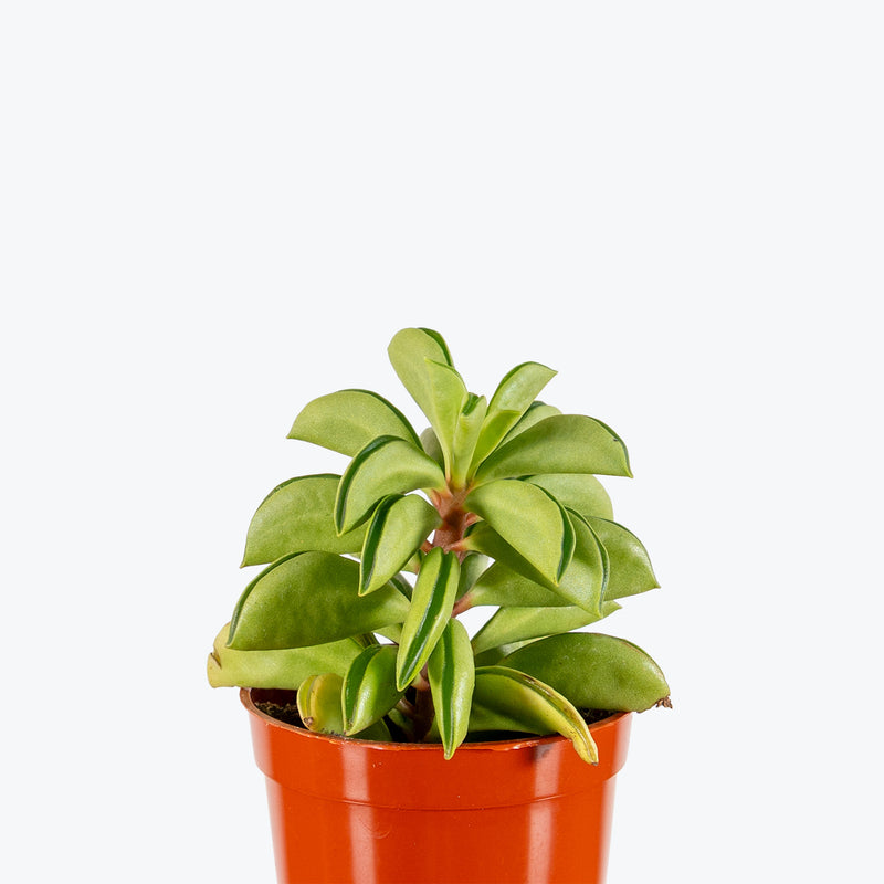 Peperomia Axillaris | Peperomia Taco Leaf | Care Guide and Pro Tips - Delivery from Toronto across Canada - JOMO Studio