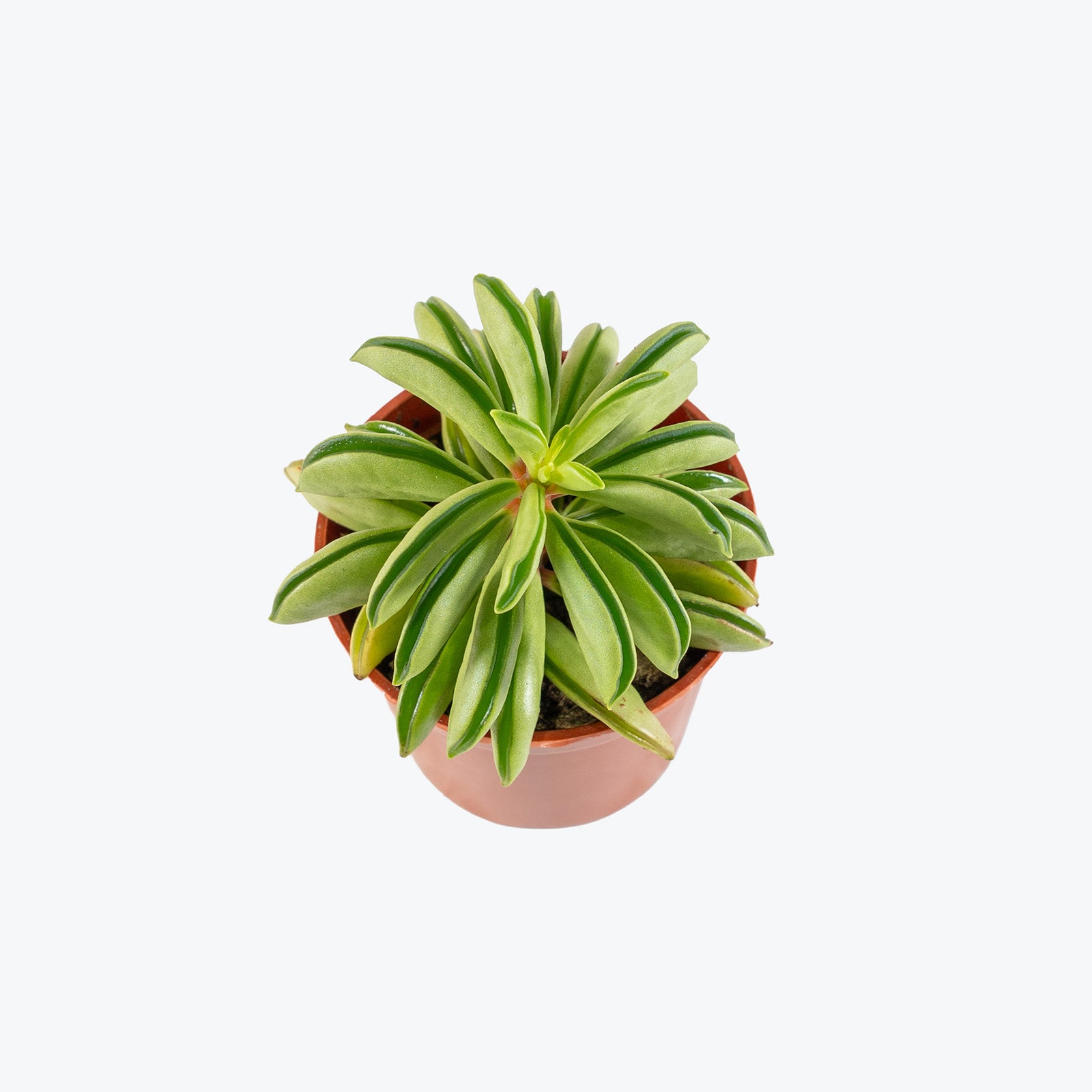 Peperomia Axillaris | Peperomia Taco Leaf | Care Guide and Pro Tips - Delivery from Toronto across Canada - JOMO Studio