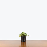 Peperomia Buenos Aires — 4" Pot