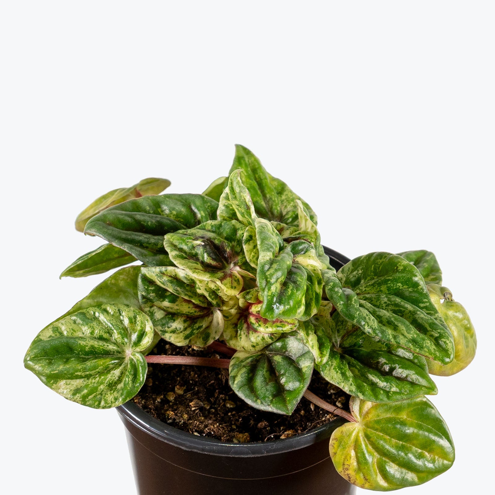 Peperomia Buenos Aires | Care Guide and Pro Tips - Delivery from Toronto across Canada - JOMO Studio