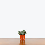Peperomia Burbella — 4" Pot