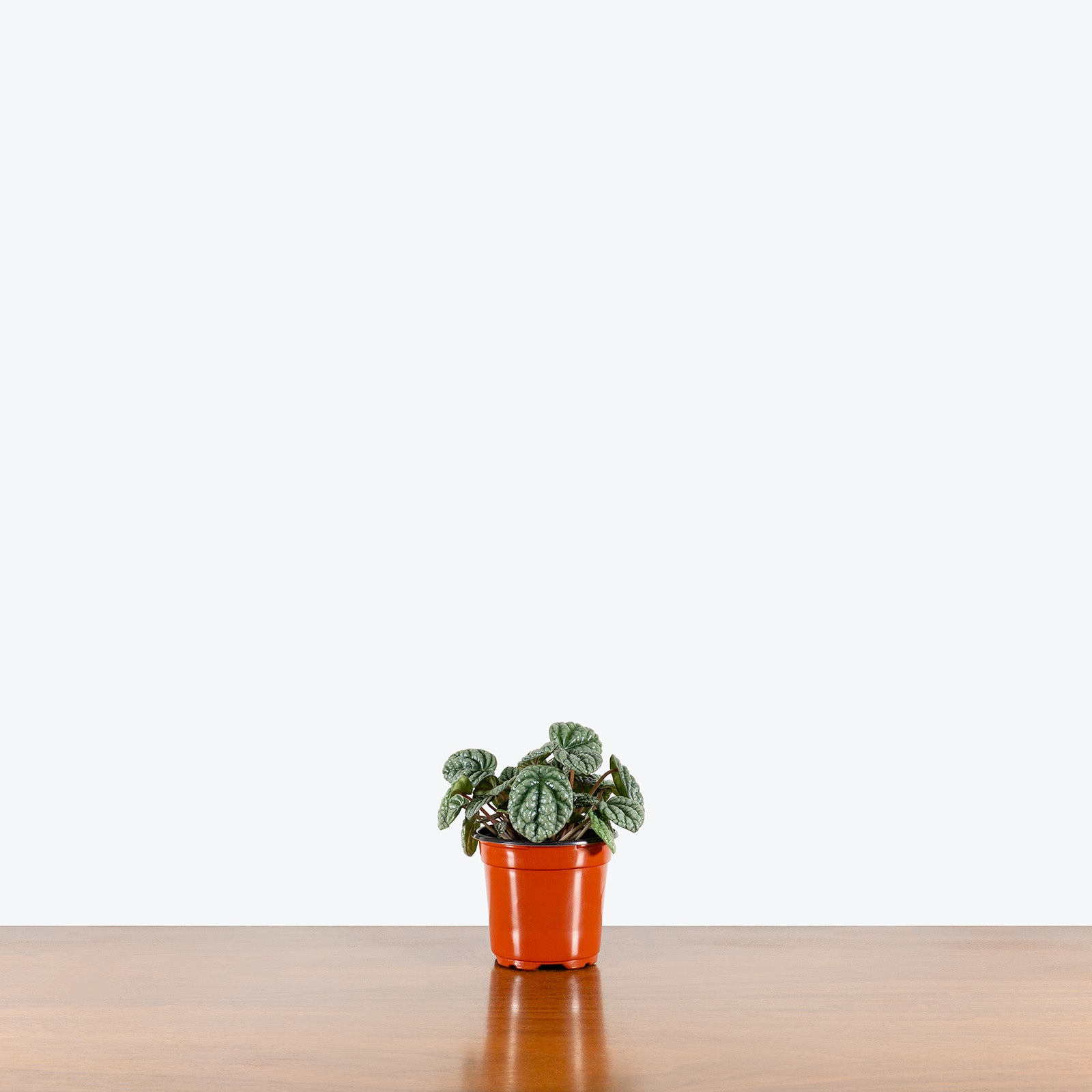 Peperomia Burbella | Care Guide and Pro Tips - Delivery from Toronto across Canada - JOMO Studio