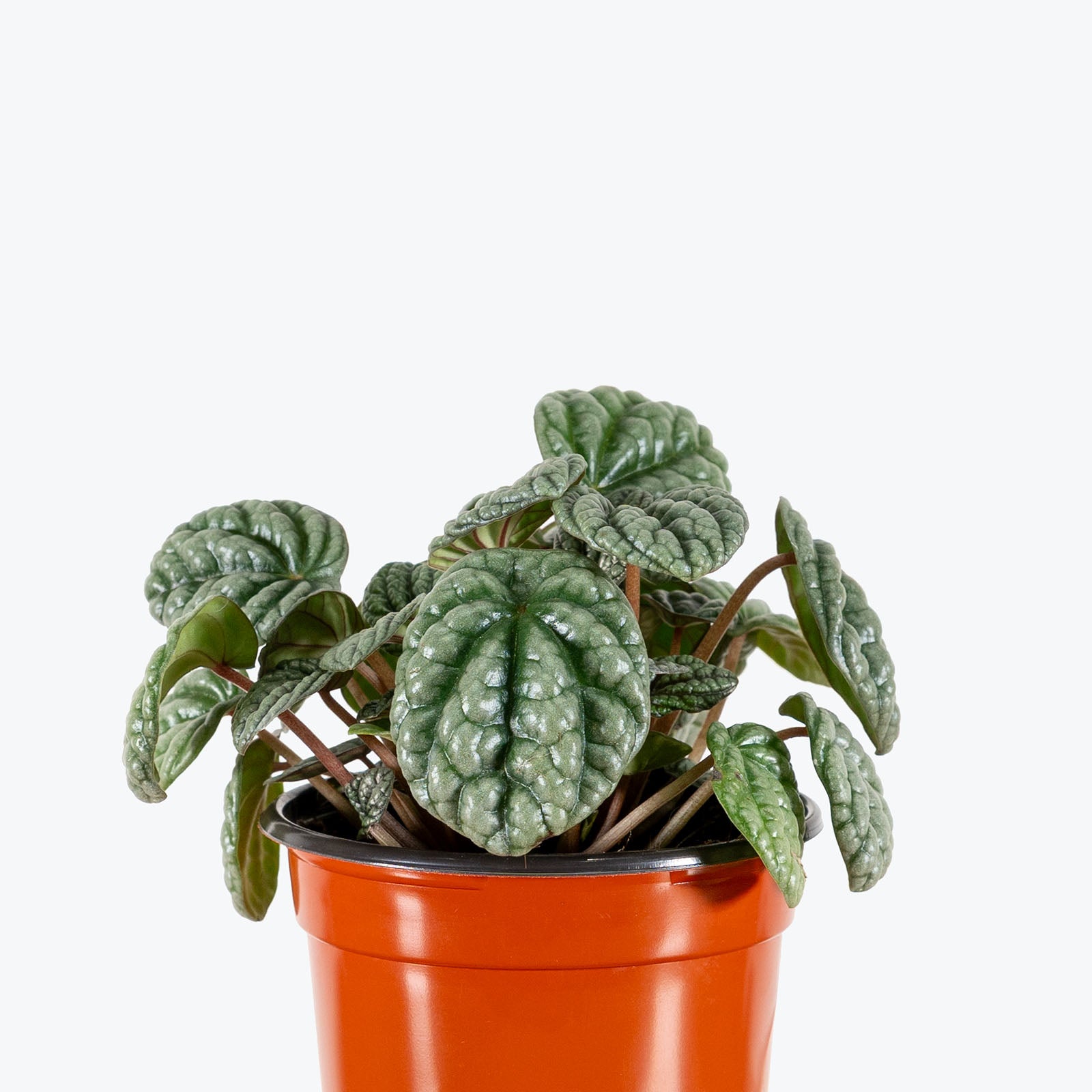 Peperomia Burbella | Care Guide and Pro Tips - Delivery from Toronto across Canada - JOMO Studio