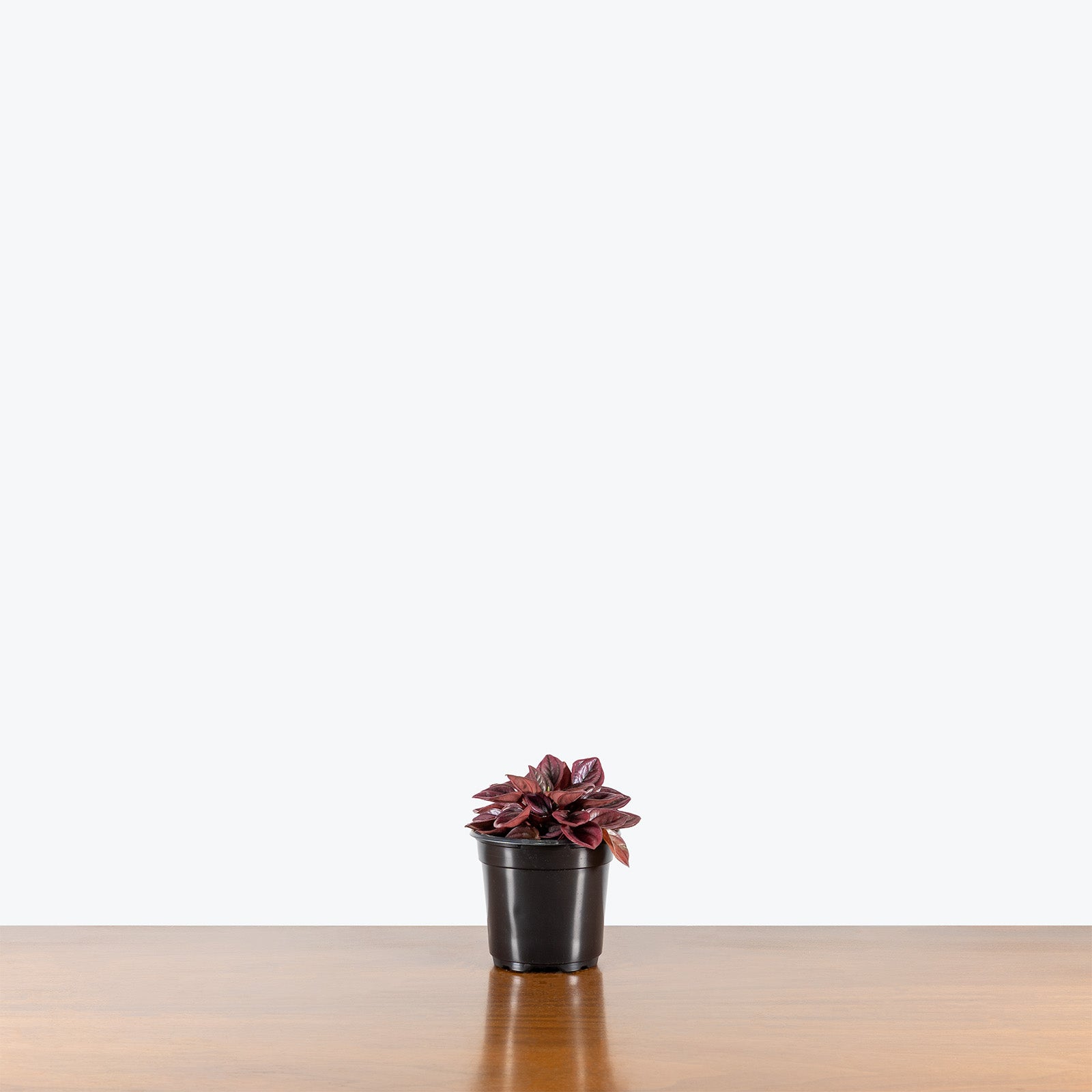 Peperomia Caperata Cayenne | Care Guide and Pro Tips - Delivery from Toronto across Canada - JOMO Studio