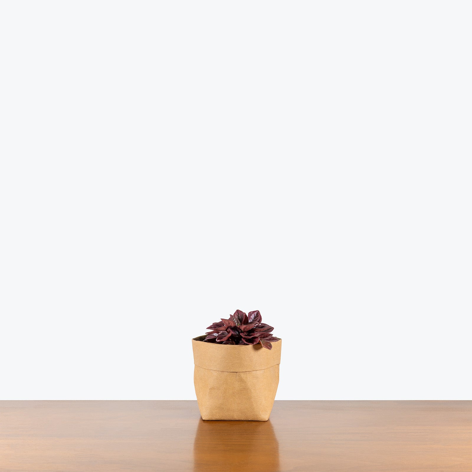 Peperomia Caperata Cayenne | Care Guide and Pro Tips - Delivery from Toronto across Canada - JOMO Studio