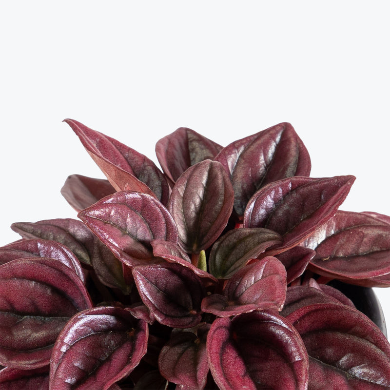 Peperomia Caperata Cayenne | Care Guide and Pro Tips - Delivery from Toronto across Canada - JOMO Studio
