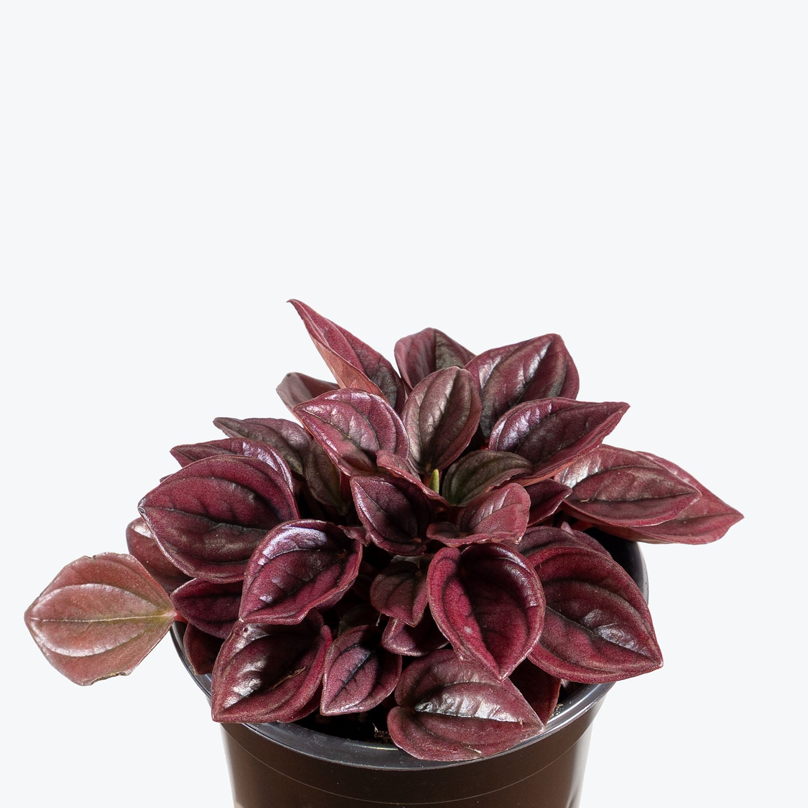 Peperomia Caperata Cayenne | Care Guide and Pro Tips - Delivery from Toronto across Canada - JOMO Studio