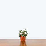 Peperomia Grey Luna — 4" Pot