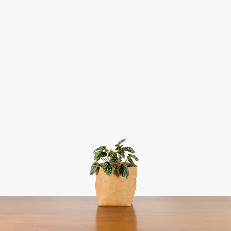 Peperomia Grey Luna - House Plants Delivery Toronto - JOMO Studio