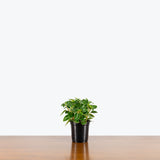 Peperomia Pixie Green — 4" Pot