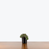 Peperomia Pobo Lavender — 4" Pot