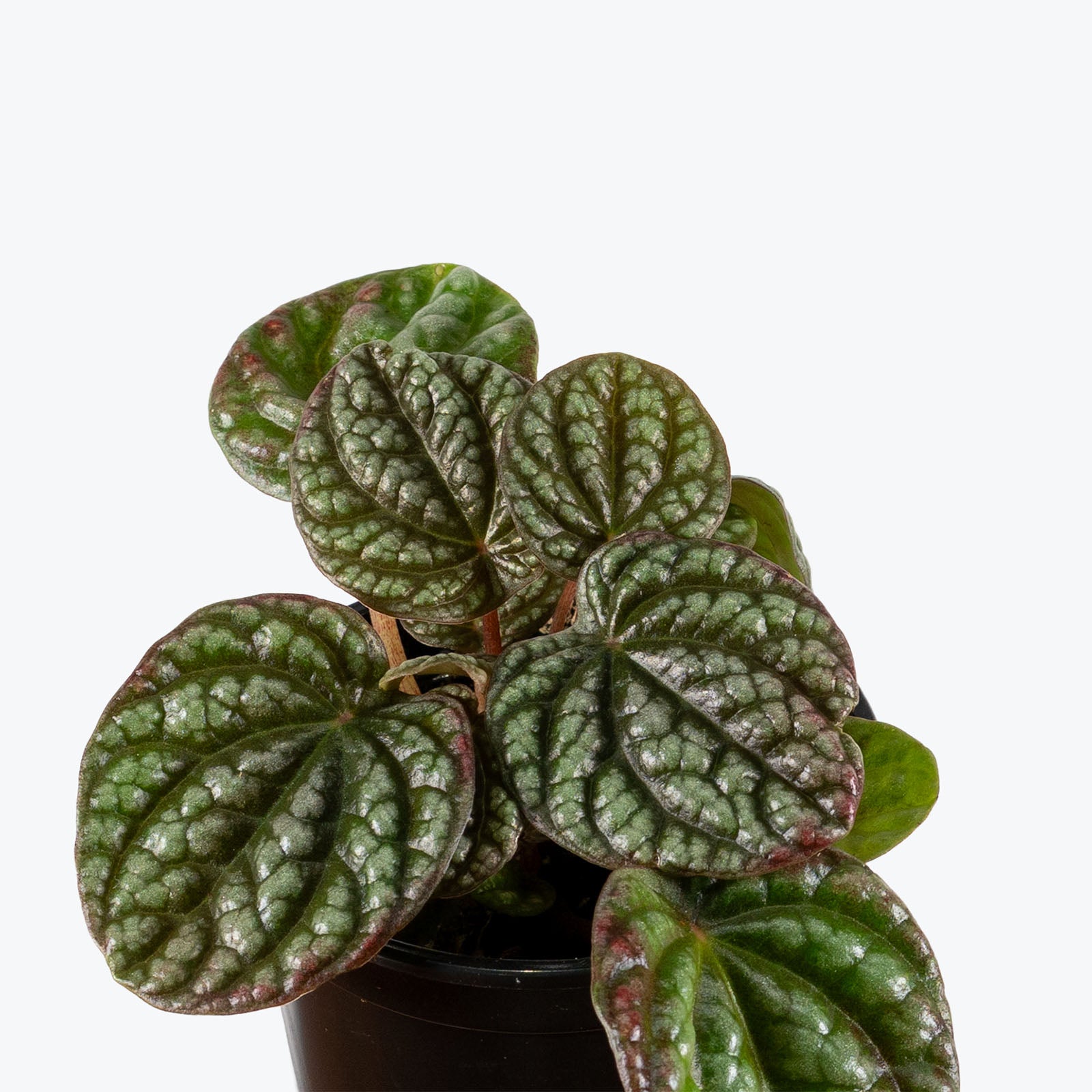 Peperomia Pobo Lavender | Care Guide and Pro Tips - Delivery from Toronto across Canada - JOMO Studio
