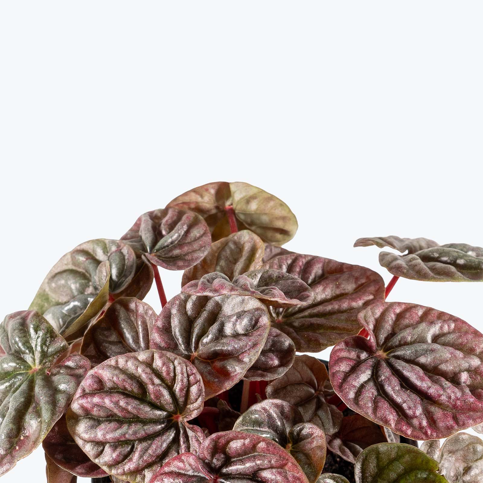 Peperomia Red Luna | Care Guide and Pro Tips - Delivery from Toronto across Canada - JOMO Studio