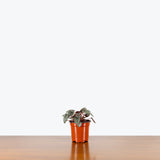 Peperomia Sunrise — 4" Pot