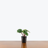 Peperomia Watermelon — 4" Pot