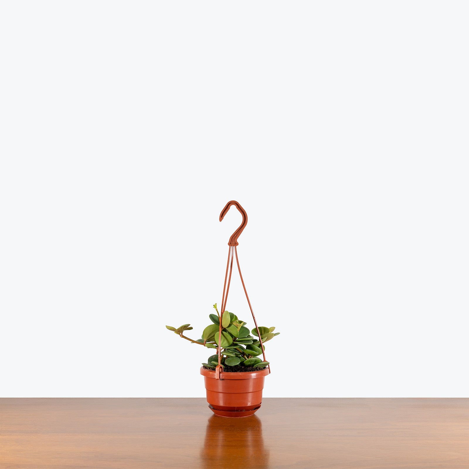 【Pepper & Hope】 ギャラリートレー 50cm装 装飾フット Peperomia Hope | Care Guide and Pro Tips - Delivery from Toronto