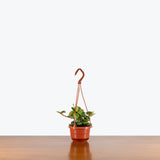 Peperomia Hope — 4" Hanging Basket