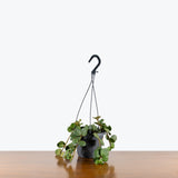 Peperomia Hope — 5" Hanging Basket