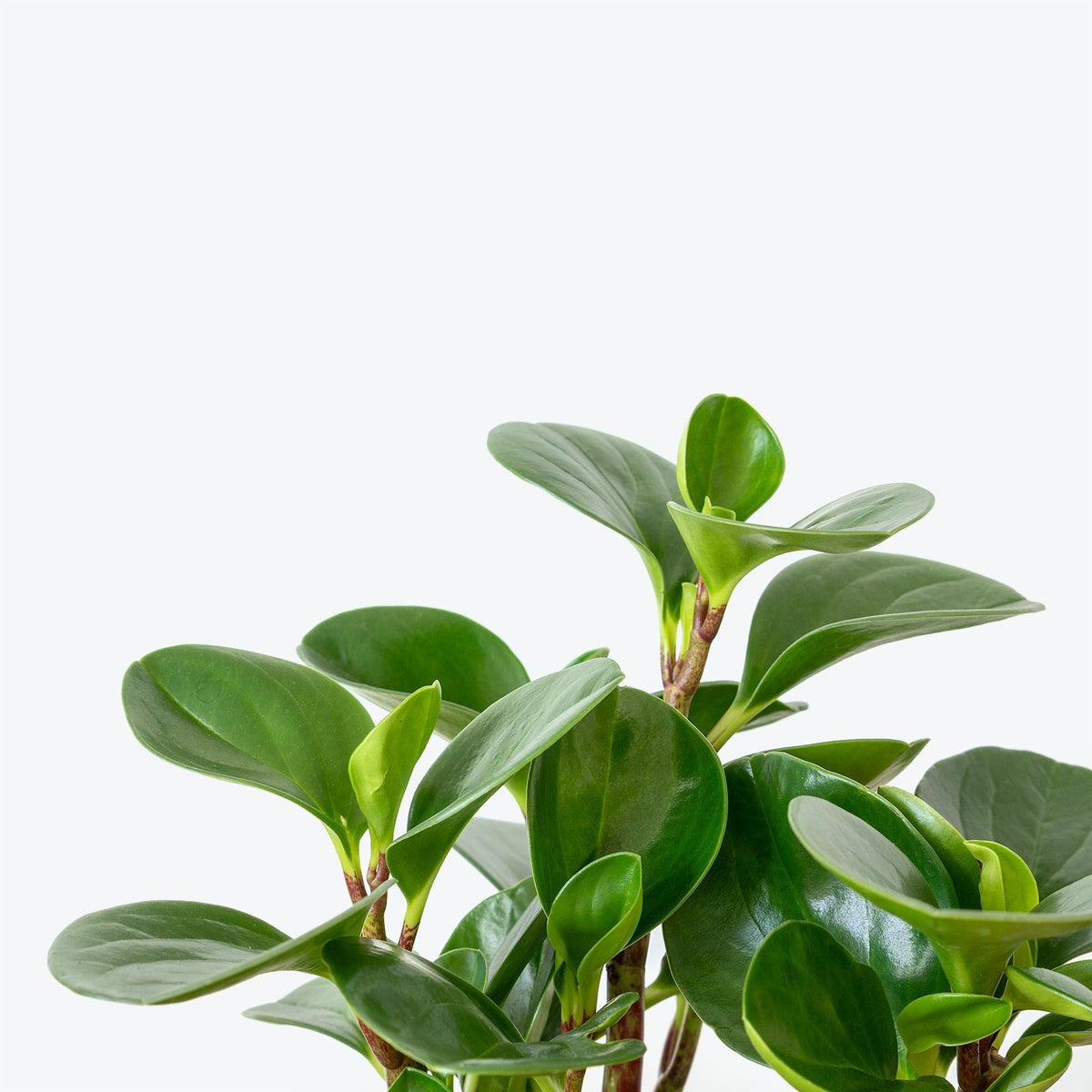 Peperomia Obtusifolia - Top 10 Best Indoor House Plants for Your Home - House Plants Delivery Toronto - JOMO Studio