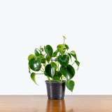 Peperomia Raindrop — 6" Pot